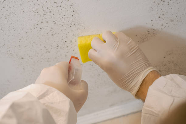 Mold Remediation for Rental Properties in Delevan, NY